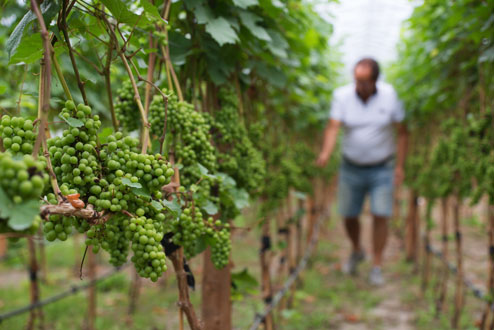 Vignoble Carpinteri Inc L Ordre National Du Merite Agricole Onma Vignoble Carpinteri Inc L Ordre National Du Merite Agricole Onma